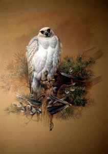 Grönland gyrfalcon